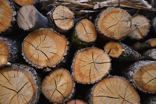 wood  trunks  nature