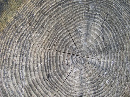 wood tree stump
