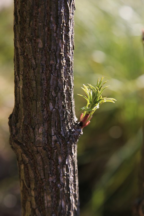 wood  leaf  bud