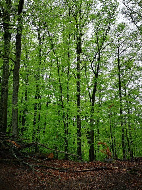 wood  green  nature