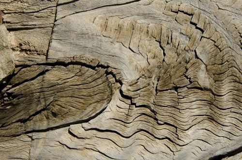 wood former veins