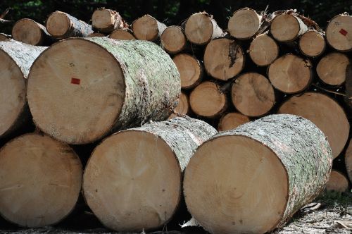 wood tree sawmill
