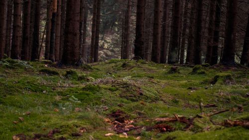 wood forest autumn