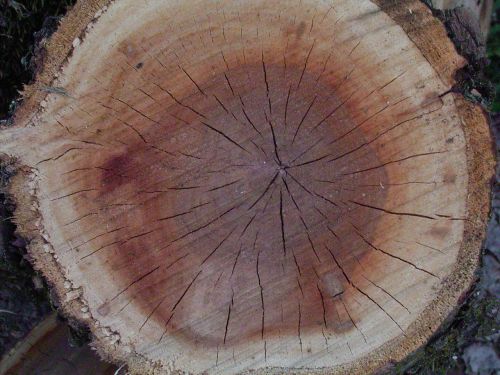 wood annual rings tree