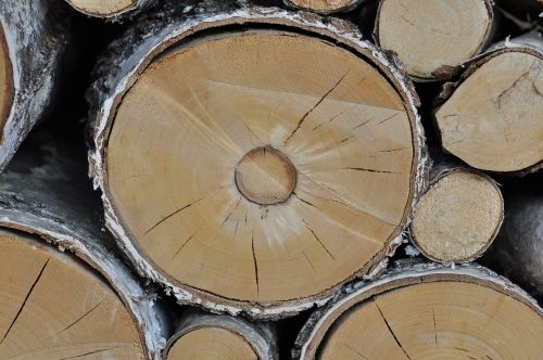 wood tree trunks birch