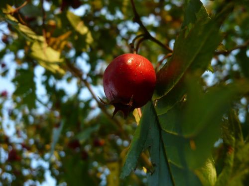 wood fruit plants