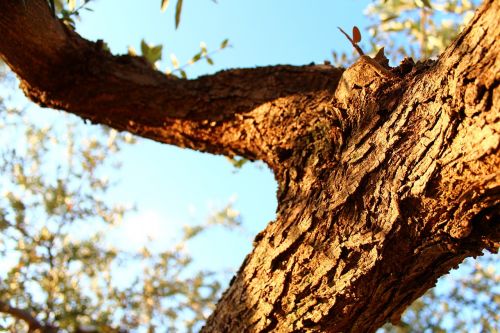 wood trees nature