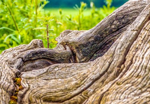 wood trunk gnarly