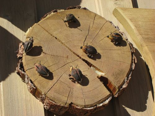 wood beetle deco