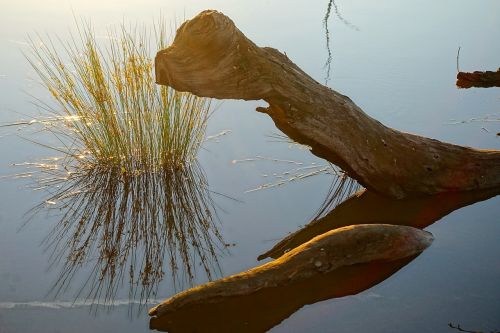 wood trunk reflection