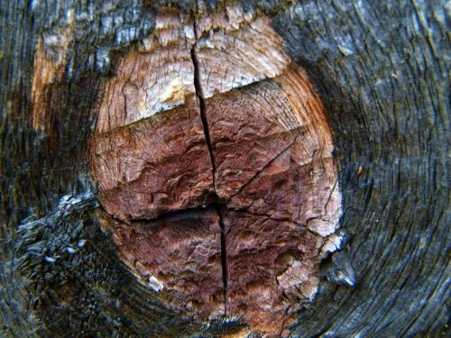 wood tree knothole
