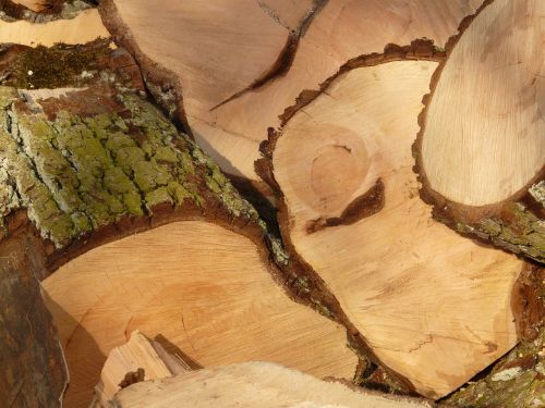 wood firewood saw