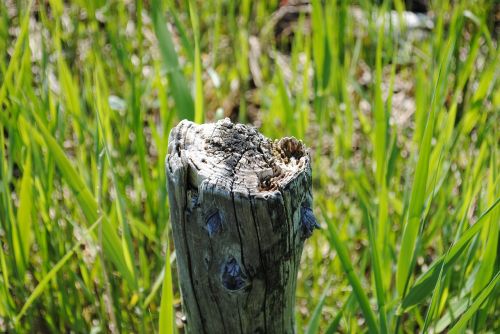 wood pole grass