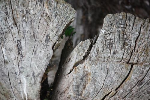 wood old gnarled