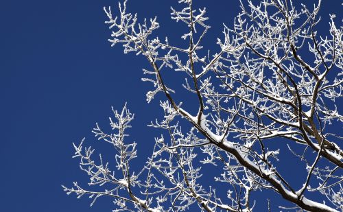 wood winter snow