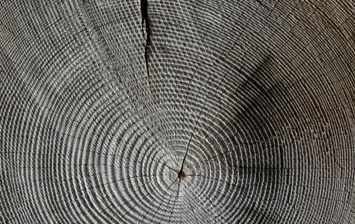 wood annual rings grain