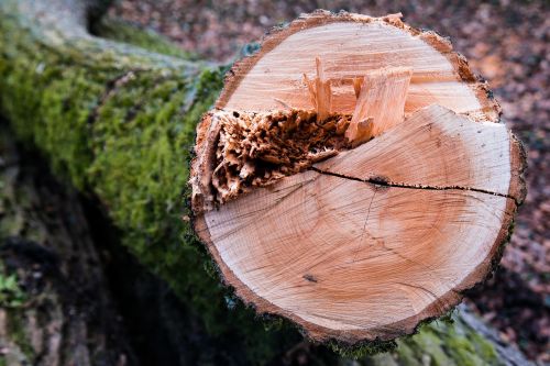 wood tribe log