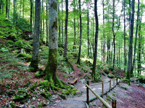 wood forest nature