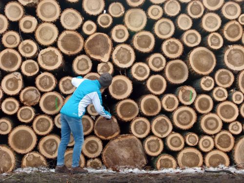 wood logging lumber