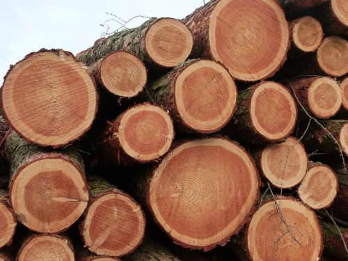 wood chop wood logging