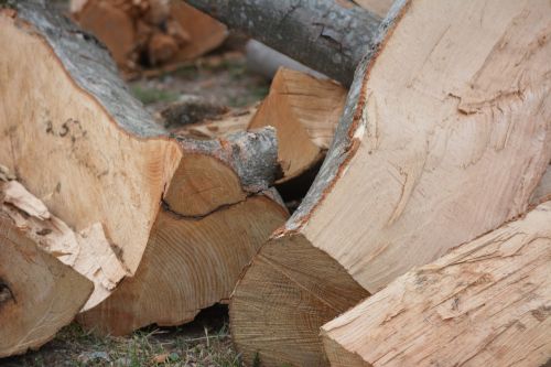 wood trunks trunks of trees