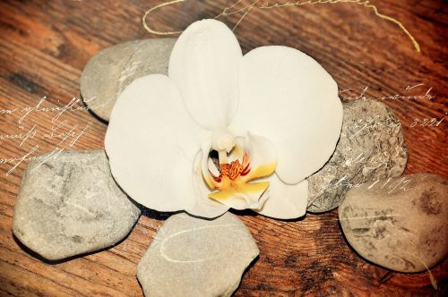 wood stones orchid