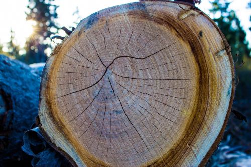 wood log tree
