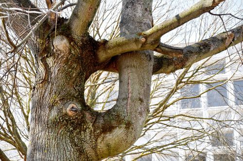 wood figure nature