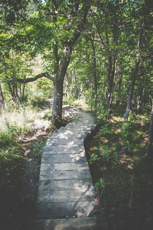 wood path trail