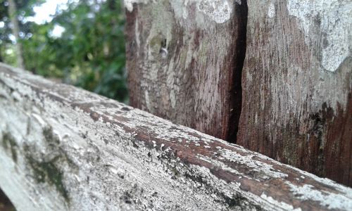 wood nature trunk