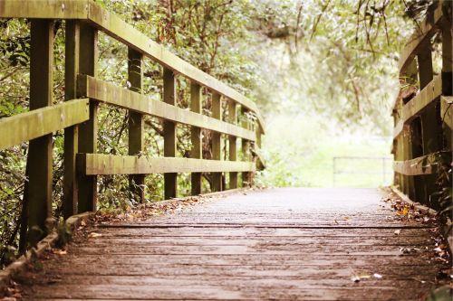 wood bridge trees