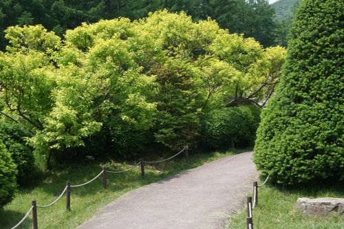 wood a flower garden plantation