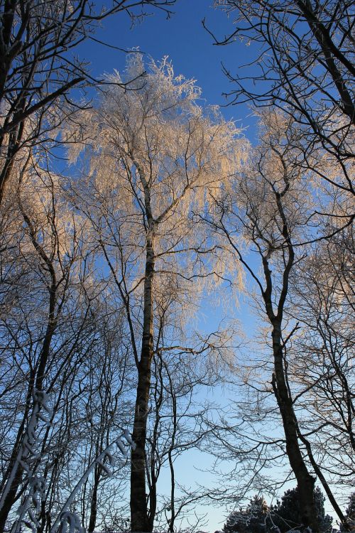 wood landscape trees