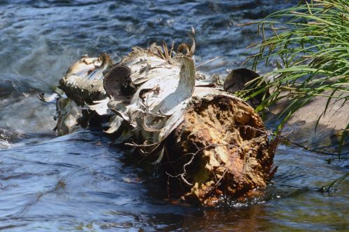 wood water nature