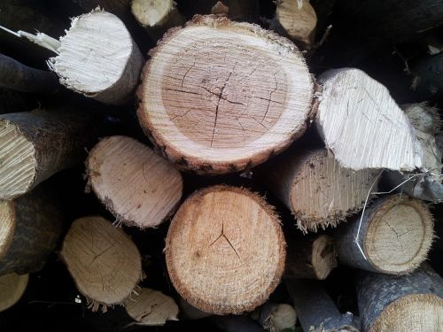 wood stump tree