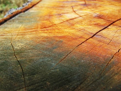 wood trunk sawn