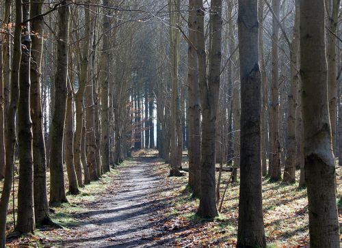 wood outdoor nature