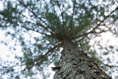 wood nature landscape