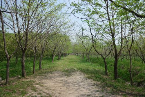 wood nature landscape