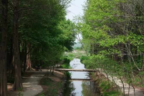 wood nature landscape