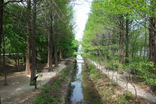 wood nature landscape