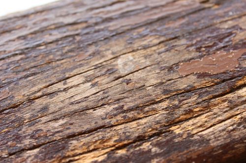 wood texture decay