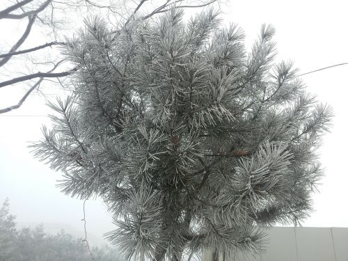 wood winter tree snow flower