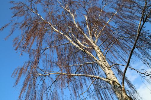 wood blue sky