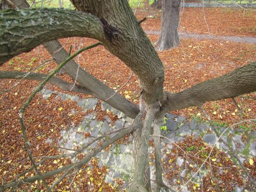 wood autumn branch