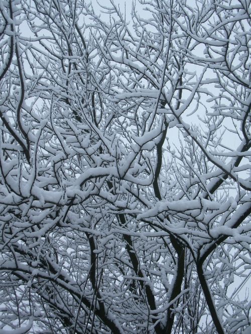 wood branches snow