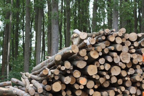 wood biomass trunks