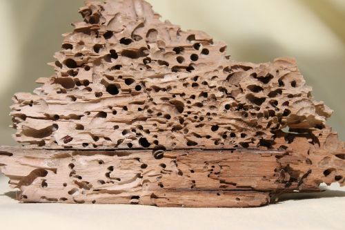 wood schiffsbohrwurm flotsam
