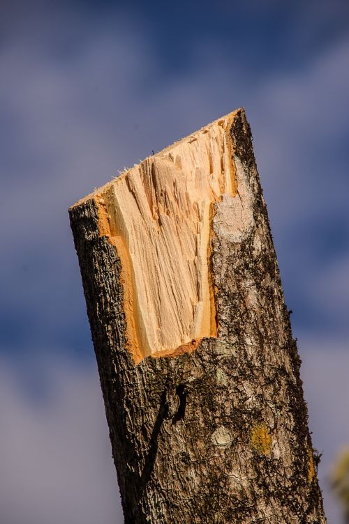 wood branch sawn