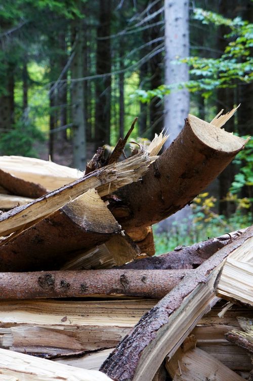 wood forest nature